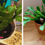 How to Make Lavender Infused Oil: Calm Your Mind and Soothe Your Skin Naturally