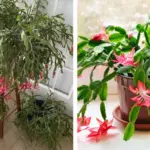 The Science of Clove Smoke: Why This Old Remedy Works Against Germs