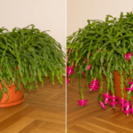 14 Plants That Love Eggshell Fertilizer (and How to Use It Correctly)