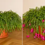 Why You Should Keep a Rosemary Plant in the Kitchen: 8 Amazing Perks