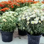 When Squeezing Lemons, Don’t Discard the Seeds—They’re Very Valuable!