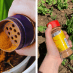 12 Best Spillover Plants for Your Container Garden