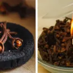 How to Get Your Christmas Cactus to Multiply Before Bloom Season