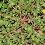 Woman sewed colorful beads onto old curtains. Just wait until you see them in the sunlight!