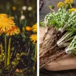 5 Things to Do with Your Peace Lily in September to Keep It Thriving