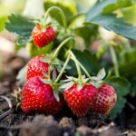 Man glued seashells onto an old jar. The outcome is mesmerizing.