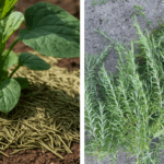 7 Things to Do with Your Orchids in November for Early Spring Blooms