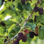 Whoa, did not know this! Neat