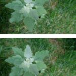 My neighbor taught me this trick to banish aphids in just 3 mins with 0 effort. Here’s how it works