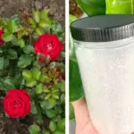 How to Plant the Perfect Roses in Fall: A Complete Step-by-Step Guide