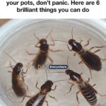 Hydrangeas dying too fast? Here’s what you are missing & what you should do next