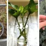 Beetroot Has Unbelievable Power: It Can Help Treat These 12 Diseases