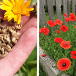 15 Perennials You Should Plant in November in Pots and Garden