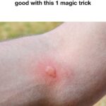 Want massive blooms? Here’s when and how to deadhead coneflowers