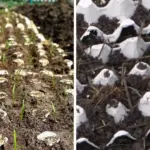 Why Gardeners Should Collect Pine Cones: Nature’s Hidden Gem