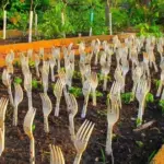 7 Reasons Why You Shouldn’t Kill Purslane in Your Garden