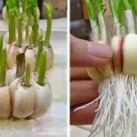 Never Throw Leaves of These 8 Plants! They’ll Grow!