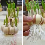 Why Gardeners Scatter Wood Ash Around Their Plants (The Benefits Are Underrated)