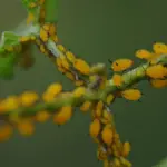 6 Pests That Are Repelled by Lemongrass (and the Best Ways to Use It)