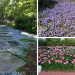 Chewing Cloves Daily: A Tiny Habit with Massive Health Benefits