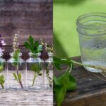 Hydrogen Peroxide in the Garden: Which Plants Love It (and How to Apply)