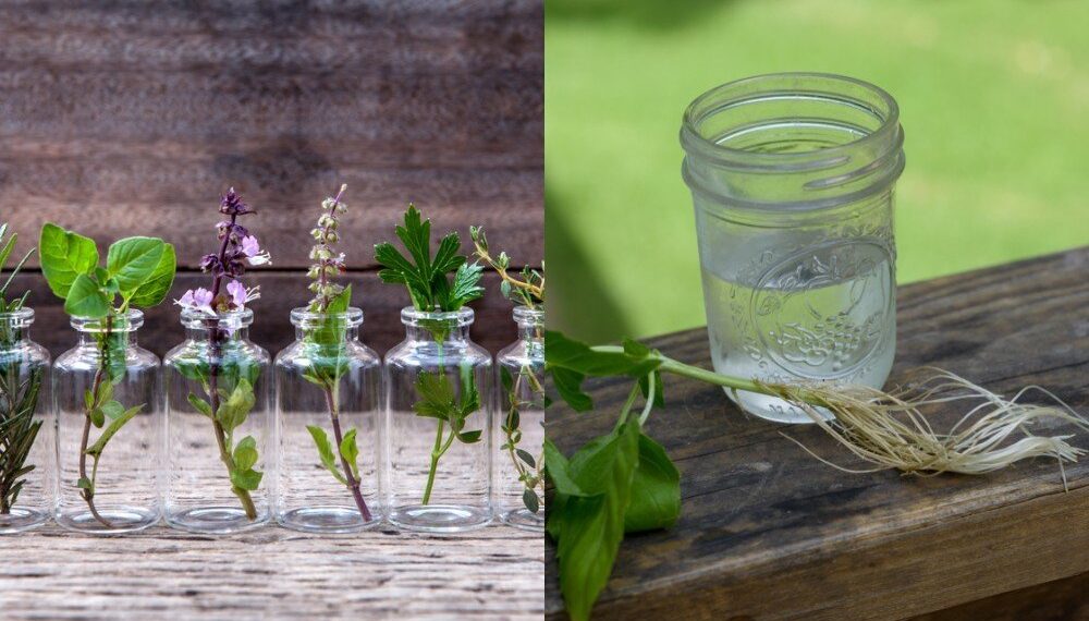 12 Herbs you Can Grow With Just Water all Year Round - Diy Home Garden