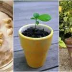 Burn a Cinnamon Stick in Your Home – Here’s the Ancient Reason Why