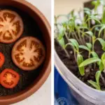 How Eating This Food Affects Elderly Health