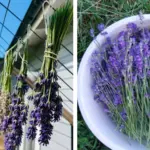 The Miracle Herb for Vision: A Natural Solution for Cataracts and Eye Health