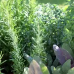 Why You Should Scatter Cloves Around the House During Fall – It’s More Than Scent