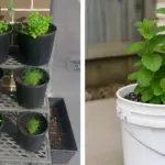 How to Grow Avocado from Seed at Home (2 Simple Methods That Work)