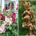 Hydrogen peroxide is a gardener’s cure-all. Here’s why.