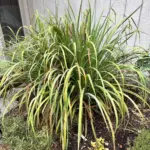 How to Get Your Christmas Cactus to Multiply Before Bloom Season