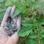 Beetroot Has Unbelievable Power: It Can Treat These 12 Diseases