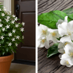 7 Reasons Why You Shouldn’t Kill Purslane in Your Garden