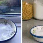 Best Companion Plants for Garlic – What to Grow (and What to Avoid)