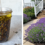 The Best Flowers and Plants You Can Grow in October