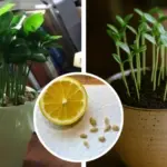 Why You Should Burn a Bay Leaf in Your Home