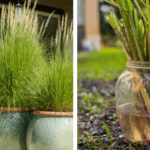 It grows everywhere, but most people don’t know its name or its importance in the world