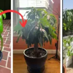 Shatter a mirror into glass chips on a tray. You won’t believe the glow it gives off