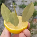 16 Vegetables That Love the Shade