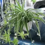 Most People Don’t Realize Rosemary Can Fix These 17 Daily Complaints