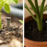 Here’s Why You Should Always Put a Coffee Filter in Your Flower Pots
