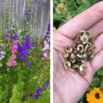 Aloe Vera: The Ancient “Plant of Immortality” and How to Grow It at Home