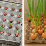 How to Plant Radishes Between Rows: The Companion Planting Trick That Saves Space