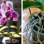 Why You Should Bake Eggshells and Their Uses in the Garden