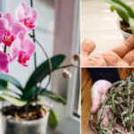 Stop Throwing Away Empty Toilet Rolls: 7 ways To Reuse them Again in the Garden