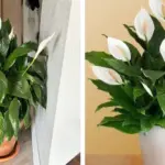 Chewing Cloves Daily: A Tiny Habit with Massive Health Benefits