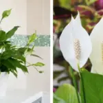 Pine Nuts: Tiny Seeds with Massive Health Benefits – Here’s How to Use Them