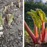 Beetroot Has Unbelievable Power: It Can Treat These 12 Diseases